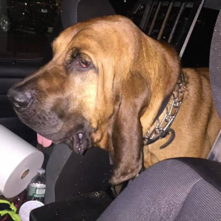 Stamford Police K9 Officer, Badge, and a police officer found a missing youth Tuesday night.