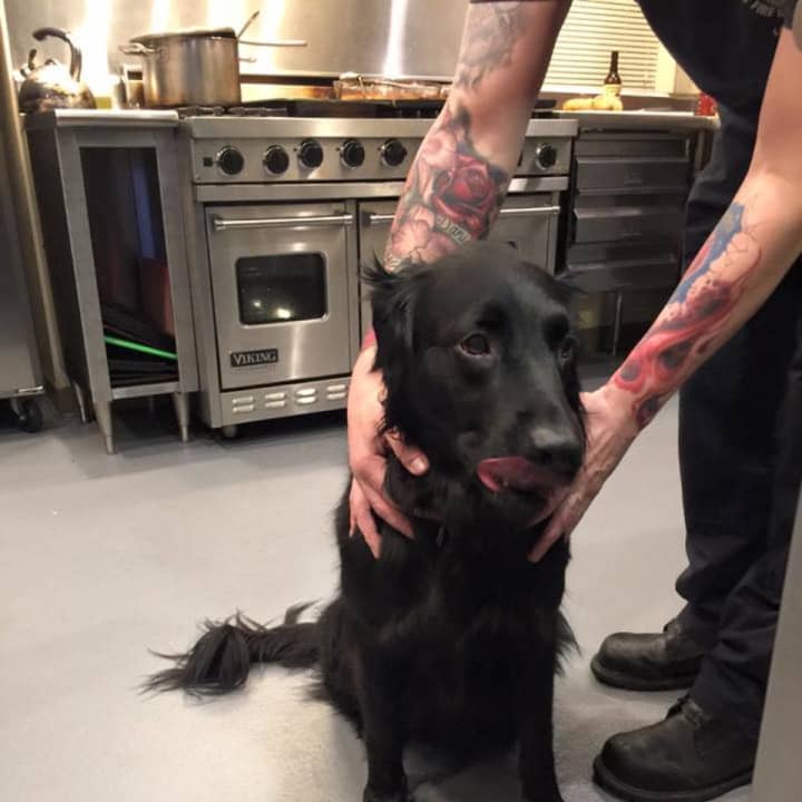 Do you know this pup? A lost dog was found near the Stratford Fire Department&#x27;s headquarters.