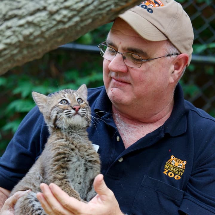 Beardsley Zoo Deputy Director Don Goff holds one of the zoo&#x27;s Canada lynx kittens.