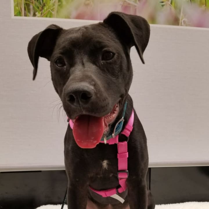 Roxy was found in a Georgia dumpster with her littermates. She is a lab-pitbull mix.