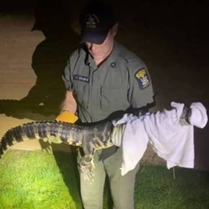A 4-to-5-foot alligator was found on the grounds of an area junior high school.