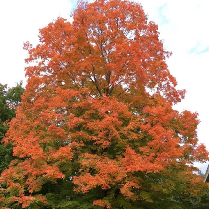 Some trees are beginning to change color in Fairfield County. 