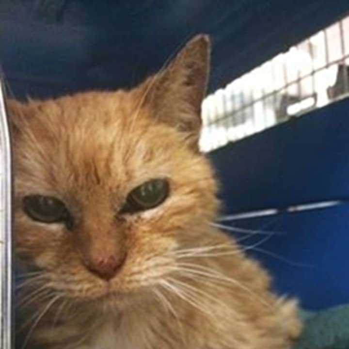 This older kitty recently was found in Eastchester.