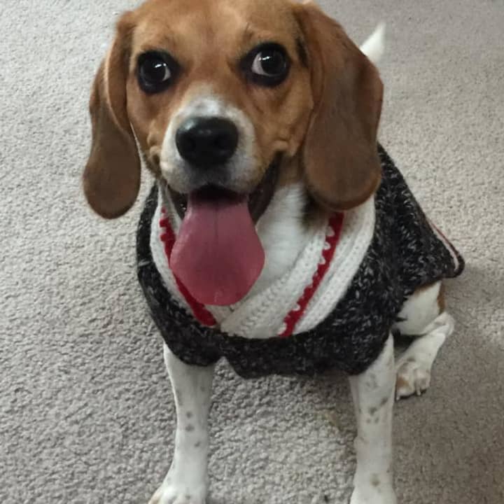 This beagle is missing from its Millwood home.