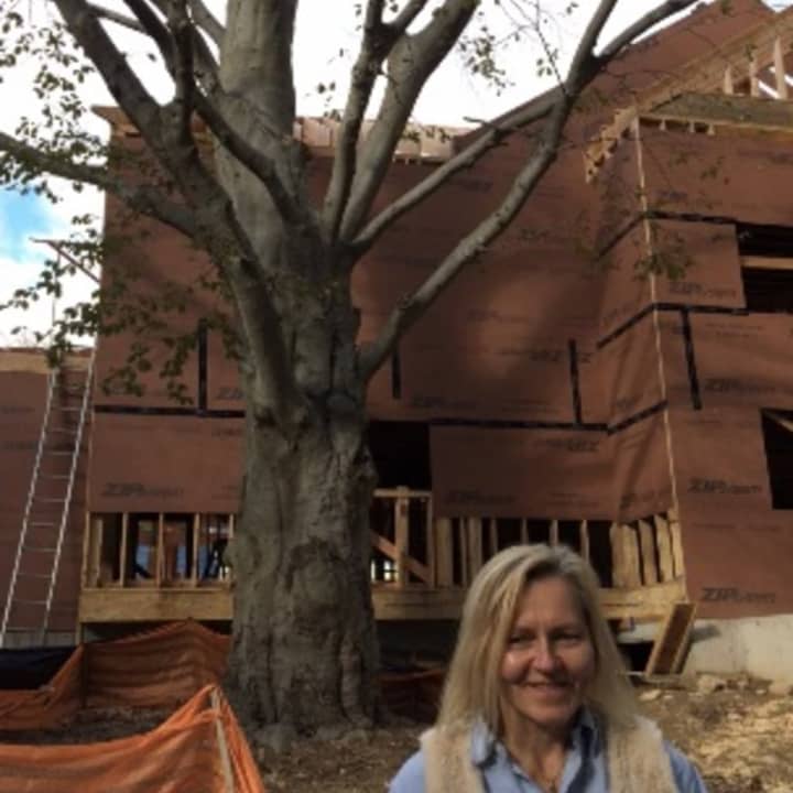 Greenwich resident Chris Kadsigiannis worked to preserve a 150-year-old Copper Beech tree in her back yard while construction was being performed on her property.