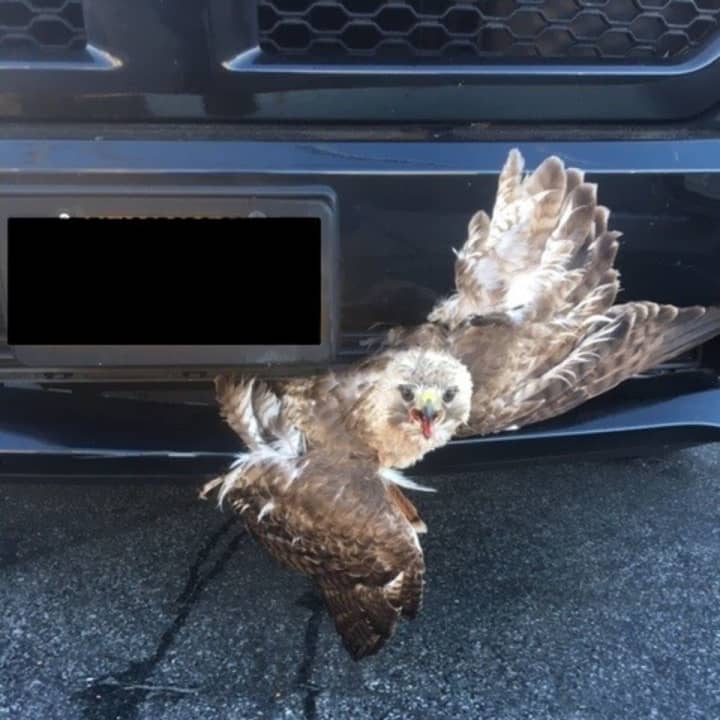 Nassau County police officers saved a red-tailed hawk stuck in the grill of a truck.