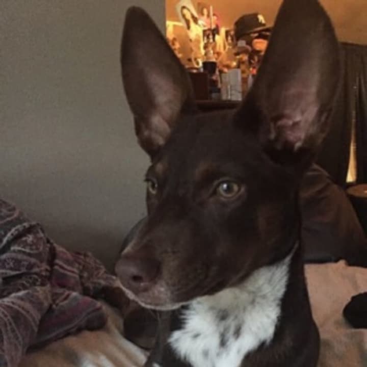 Hazel, a 5-month-old Basenji-chocolate Lab mix, was found dead in Yonkers, the apparent victim of a hit and run.
