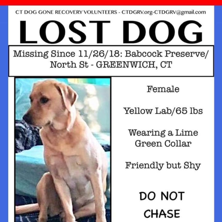 Lost Yellow Lab in Greenwich - &#x27;Reese&#x27;