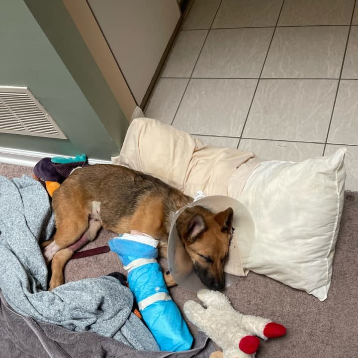 Cheddar in his casts