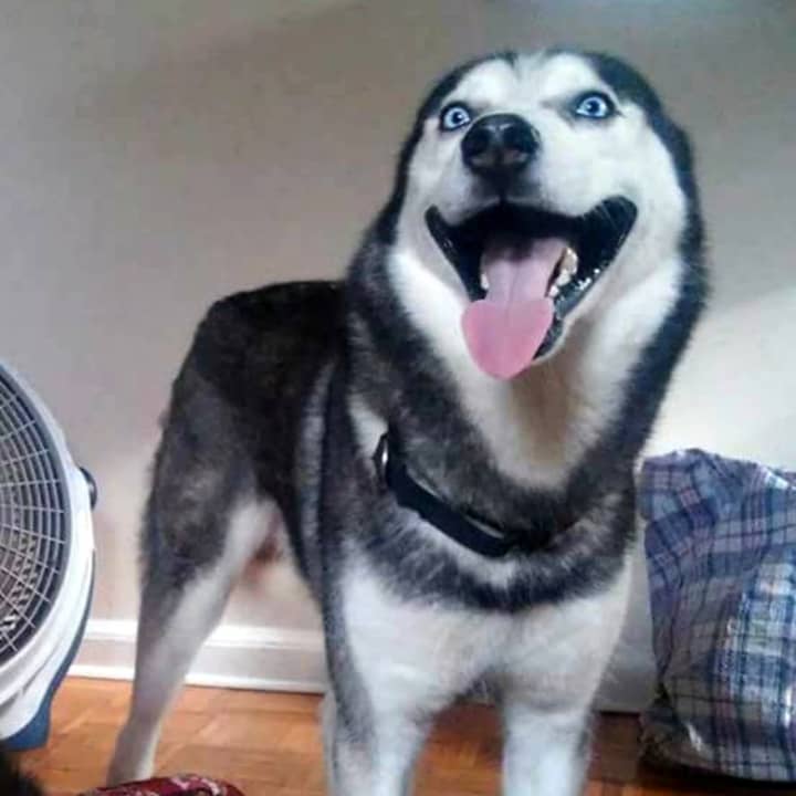 Skutch, a 5-year-old husky from Clifton.