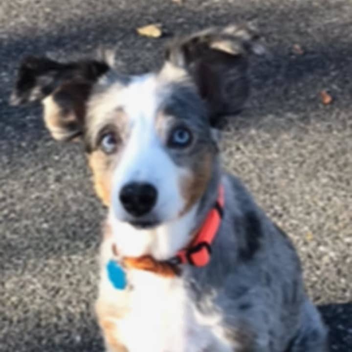 Stella, a 12-year-old Australian shepherd, went into the Ridgefield Park Animal Hospital with usual puppy-like behavior and left like a grandma, her owner said.