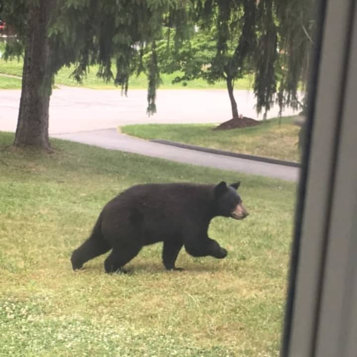 A black bear visiting a Poughkeepsie neighborhood.