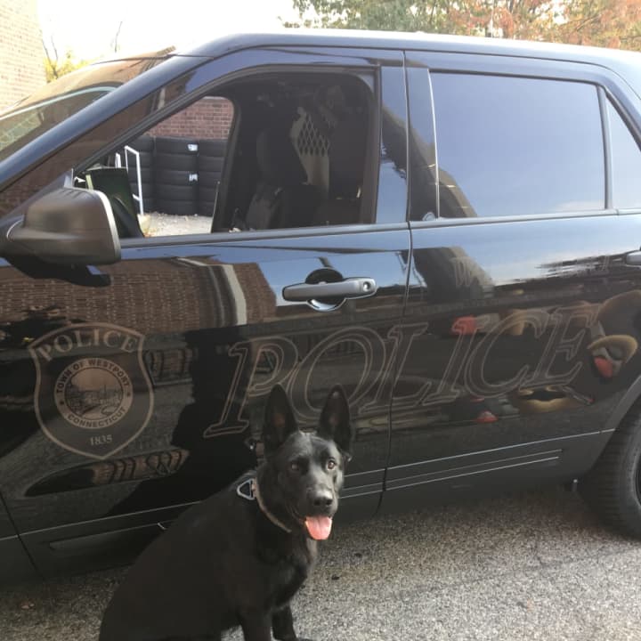 Westport Police Department K9 Atlas will receive a bullet and stab protective vest thanks to a charitable donation from non-profit organization Vested Interest in K9s, Inc. An anonymous donor sponsored the vest.