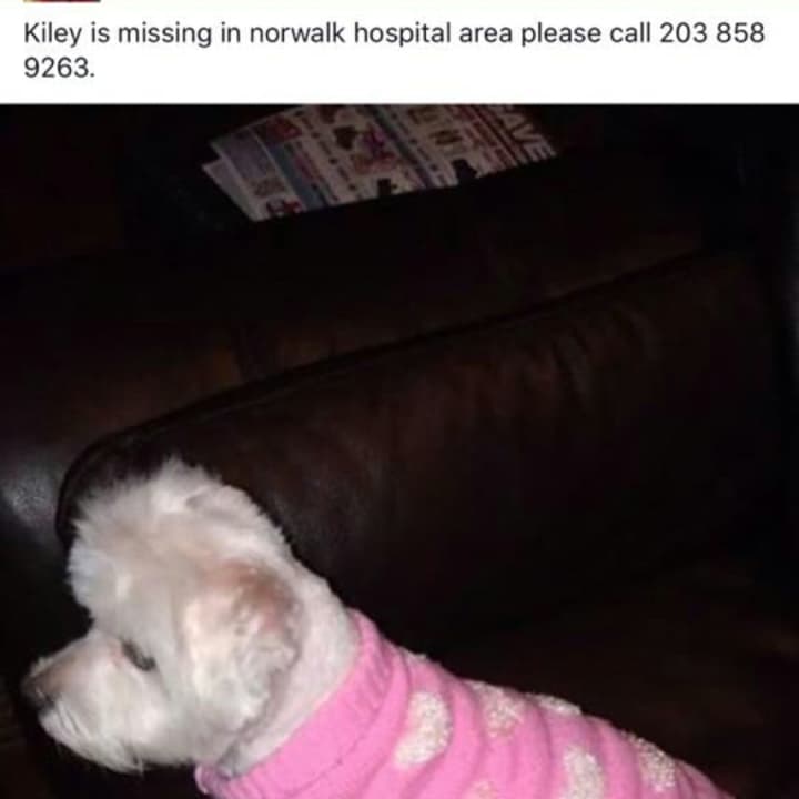 Kiley, a female white Maltese, is reported missing from the Silk Street area near Norwalk Hospital.