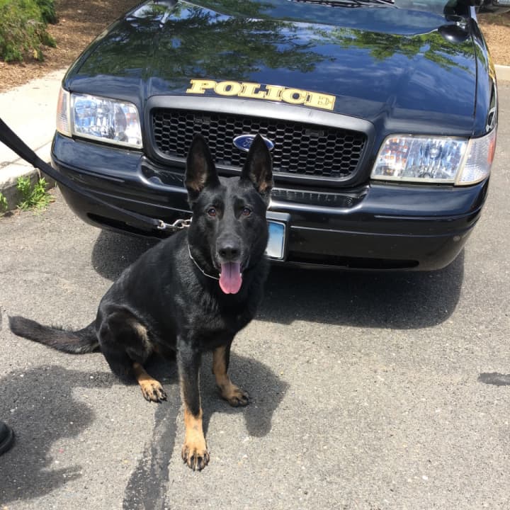 Norwalk Police Service Dog Kimbo took down the suspect in a robbery at a Norwalk deli Monday morning.