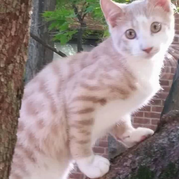 This missing cat was last seen in Sleepy Hollow, N.Y.