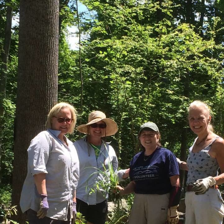 Volunteers from the Lewisboro Garden Club weeded the new native plant garden at Leon Levy Preserve in July.