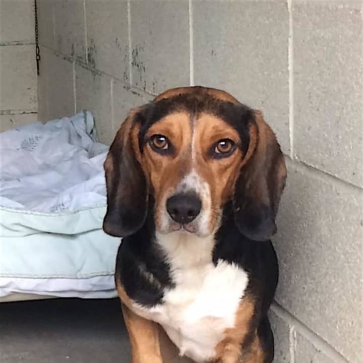 This little beagle was found on West Lake Boulevard in Mahopac Monday afternoon. The folks at the Putnam Humane Society in Carmel are trying to locate his owners.