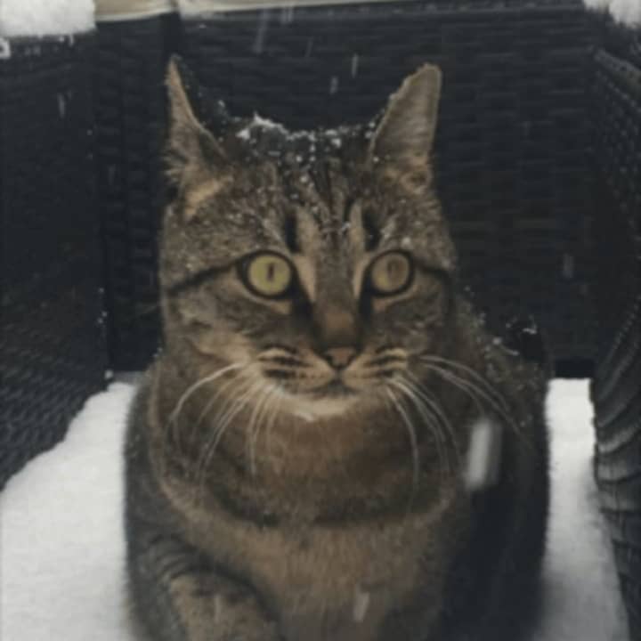 Poppy, a gray/brown/black tabby with green eyes, has gone missing from her Eastchester home.