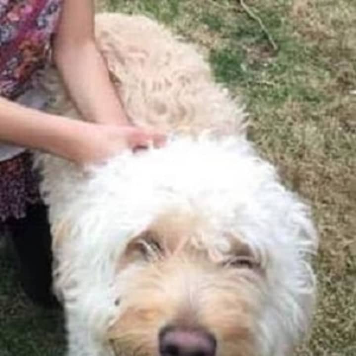 Goldie, a 2-year-old Golden Retriever-poodle mix, has gone missing from her White Plains home.