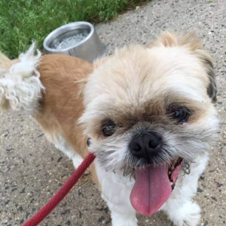 This little pooch was found wandering near the corner of East Lincoln Avenue and Fletcher Avenue in Mount Vernon Monday. The dog is awaiting its owners at the Mount Vernon Animal Shelter.