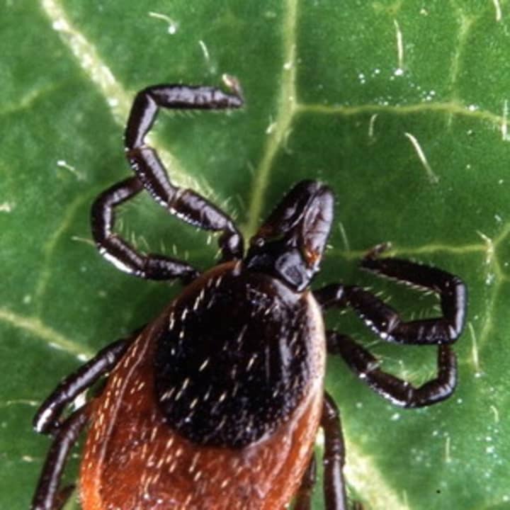 Be on the lookout for ticks, which may carry Lyme disease, according to local and federal health officials.