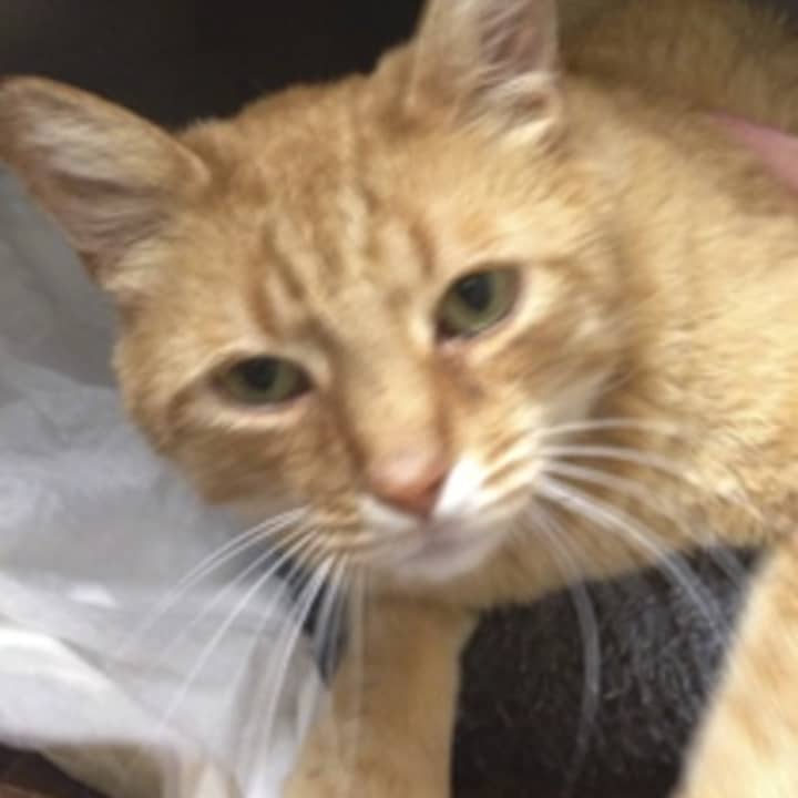 This cat was found in a yard in Port Chester Monday and taken to an animal hospital in Norwalk.