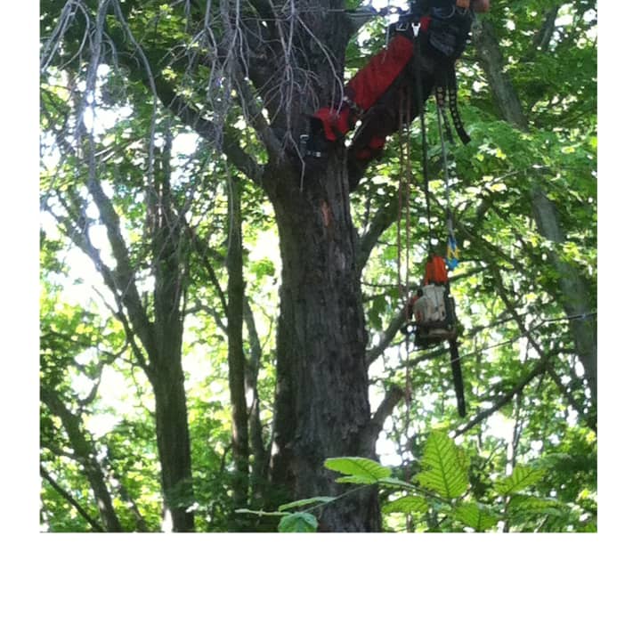 South Salems Kevin Carelli is a master tree-climber.