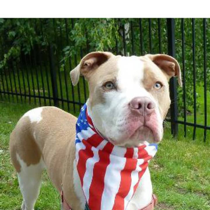 Bret, a pitbull, is one of many adoptable pets available at the Putnam Humane Society in Carmel.