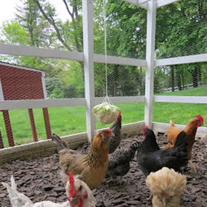 Take a self-guided tour through Westport to see some of the town&#x27;s most charming chicken coops during the second annual Westport Chicken Coop Tour.