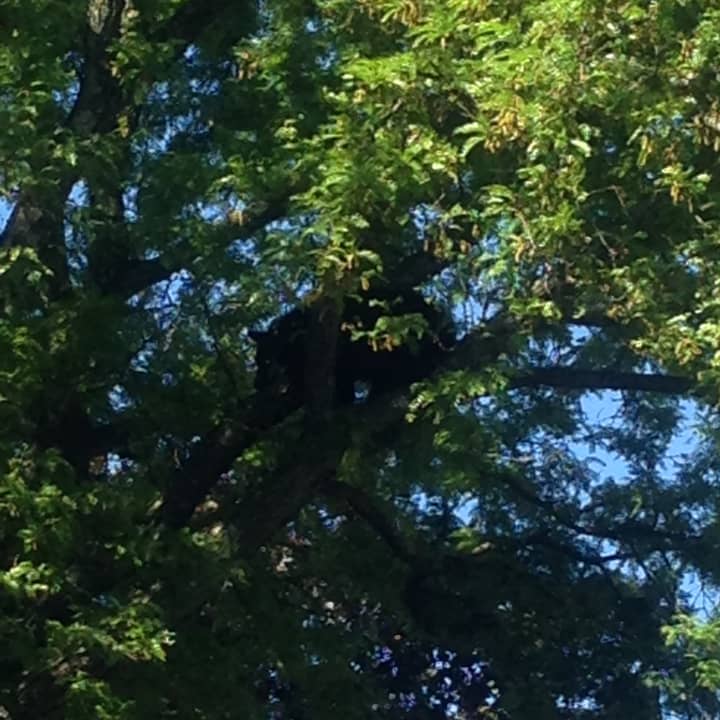 A black bear has currently taken up residence in a tree off Main Street in Danbury. Connecticut Department of Energy and Environmental Protection have been called to the scene.