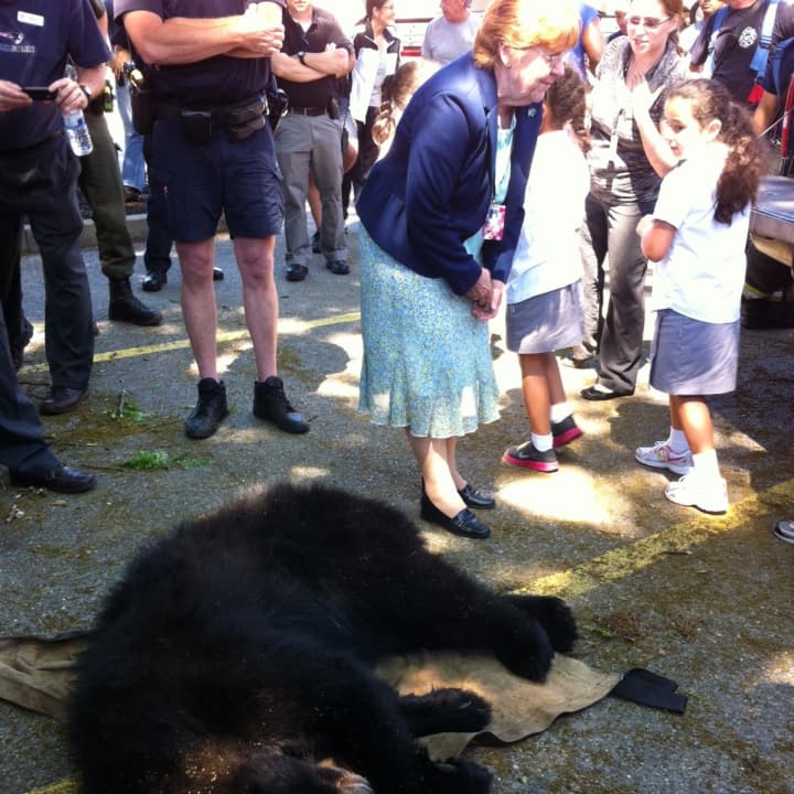 Students from St. Peter&#x27;s-Sacred Heart School in Danbury get an up-close look at the tranquilized bear in the parking lot behind their school. 