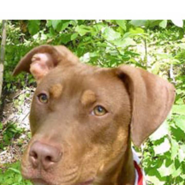 Twix, a Doberman mix, is among the many adoptable pets available at the Putnam Humane Society in Carmel.