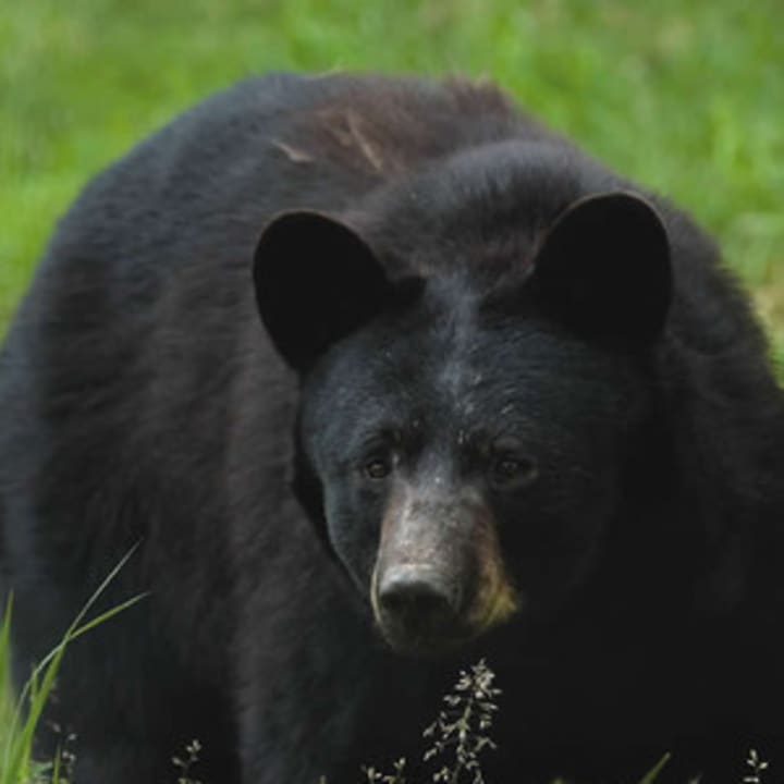 A black bear like this one has been seen in Weston recently, according to police.