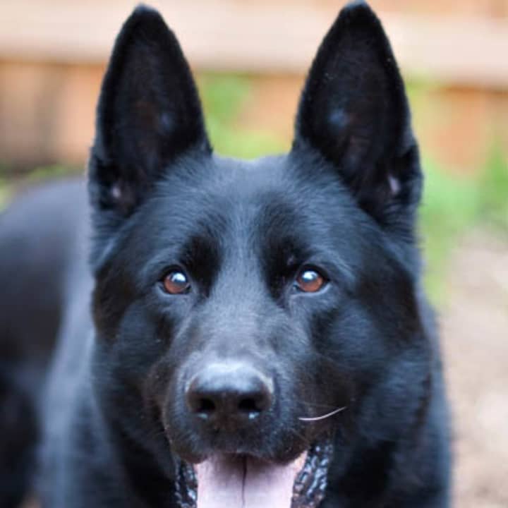 Major, a shepherd, is one of many adoptable pets available at the SPCA of Westchester in Briarcliff Manor.