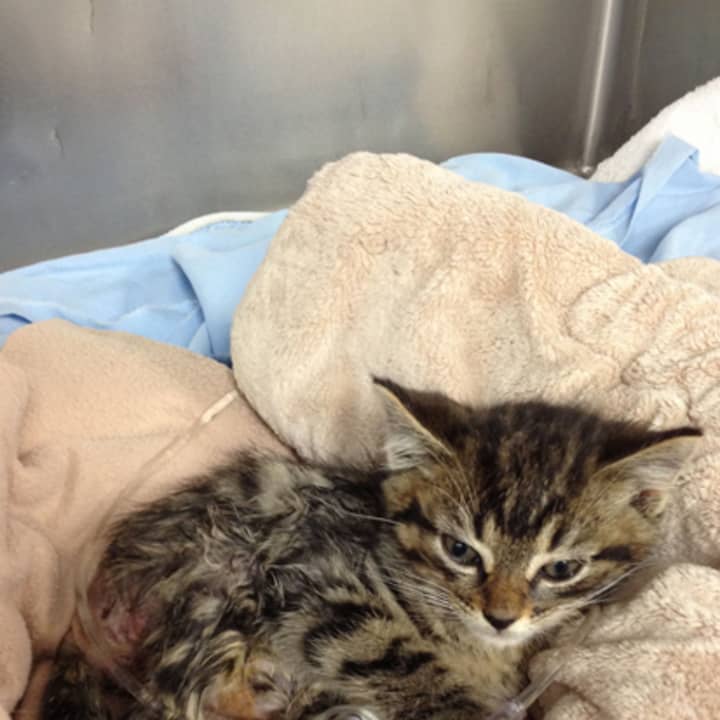 Tres, an 8-week-old kitten rescued by Animals in Distress in Wilton, needed emergency surgery to amputate his left rear leg.