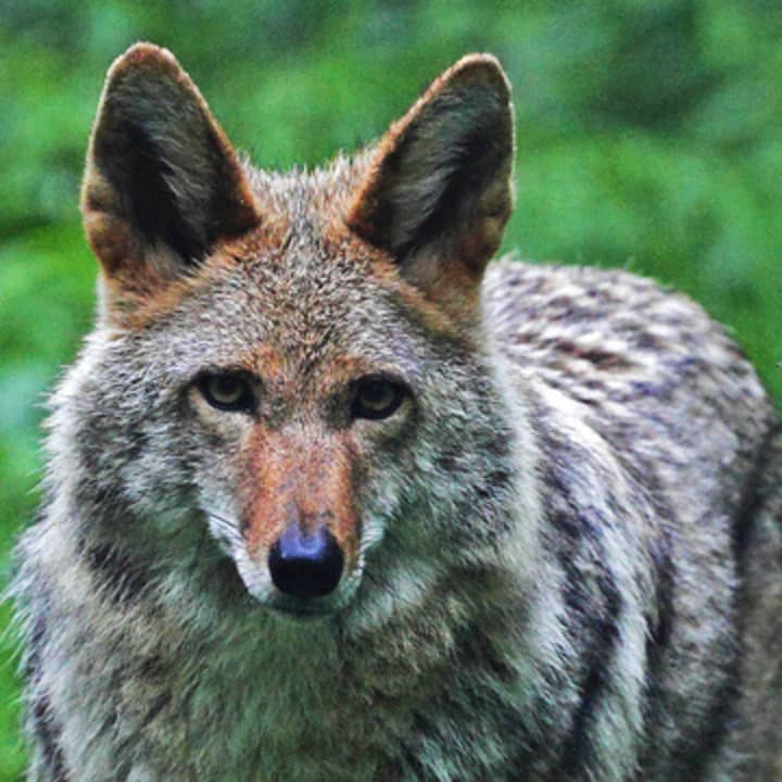 A discussion about co-existing with coyotes will take place Monday at the Mount Kisco library.