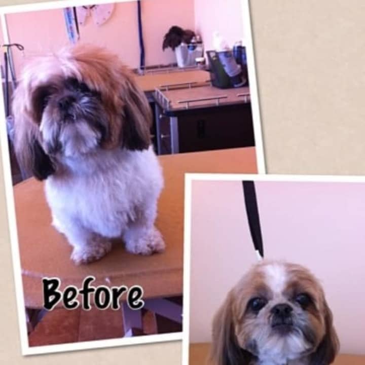 An example of the new Tuckahoe dog groomer&#x27;s work. 