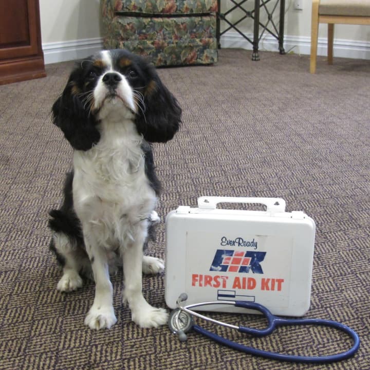 Yorktown&#x27;s Guiding Eyes for the Blind is hosting a special Pet First Aid and Emergency Care session in November. 