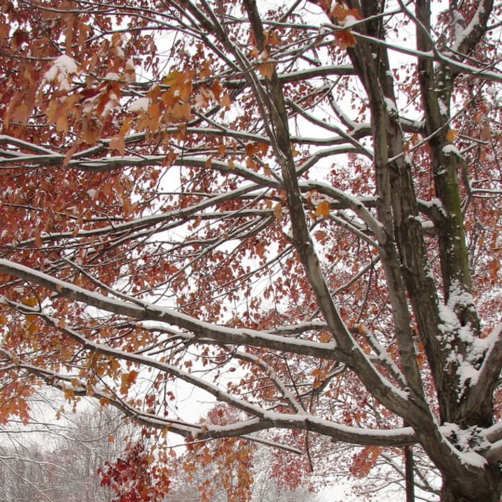 Westchester County may see the first snowfall of the season this week.