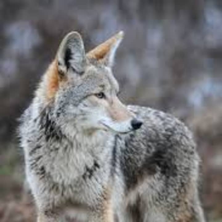 Two coyotes attacked and injured a family pet in Fairfield on Monday. Another pet in the neighborhood has been reported missing. 