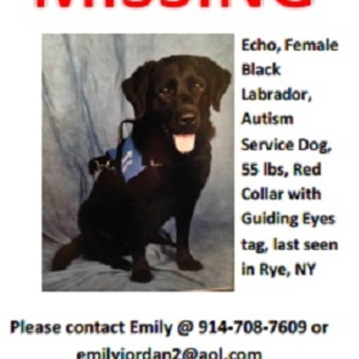 Echo, a female black lab who acts as a service dog for a 5-year-old autistic child, went missing last week in Rye.