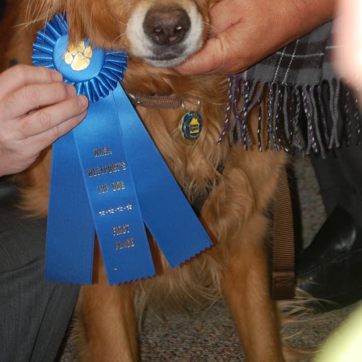 Westport dog owners can enter their pooch into the Top Dog contest.