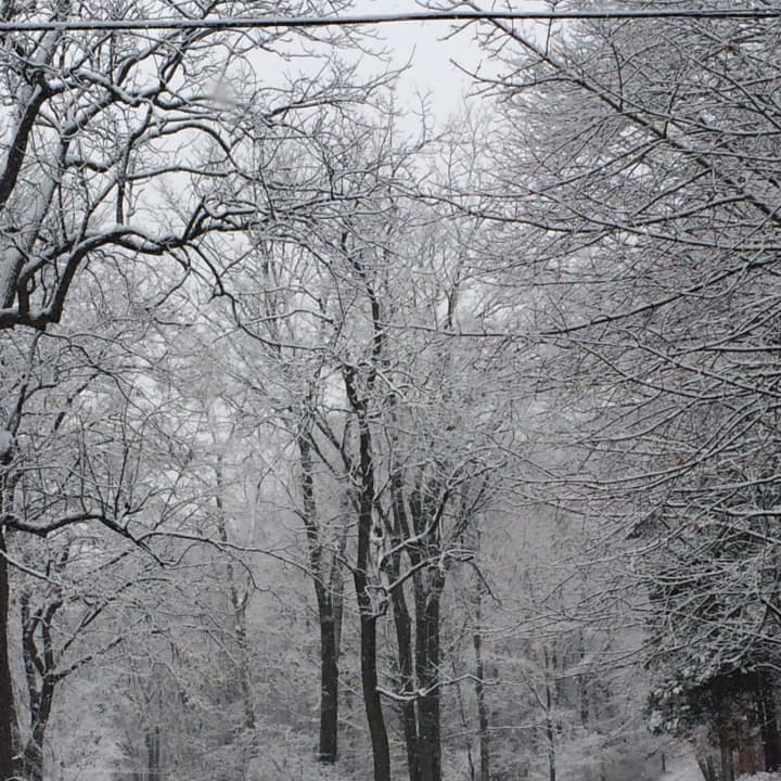 Trees across Fairfield are covered in snow.