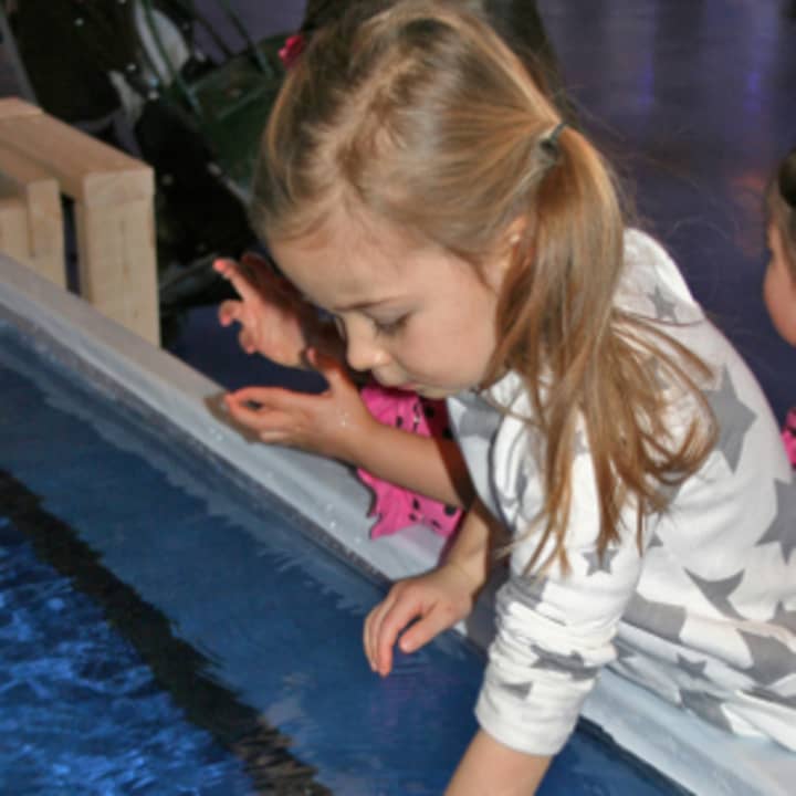 The Maritime Aquarium in Norwalk is inviting visitors to touch a jellyfish with a new program beginning Saturday, Jan. 18. 