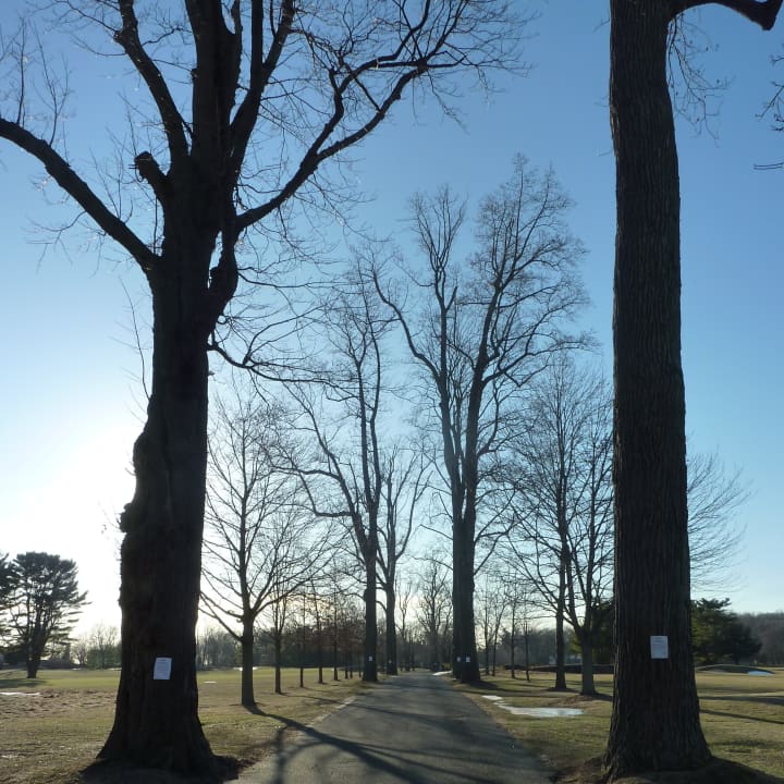 A total of seven trees along the entrance of Longshore Club Park in Westport will be cut down to make room for roadway improvements.