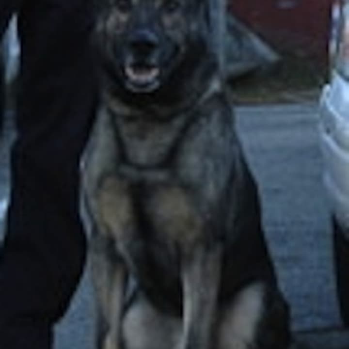 Harrison police canine Arby is retiring after nearly 10 years of service in the department.