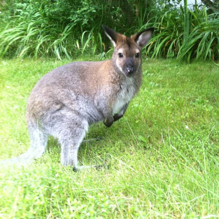 Indy, a 6-year old wallaby, has gone missing in North Salem.
