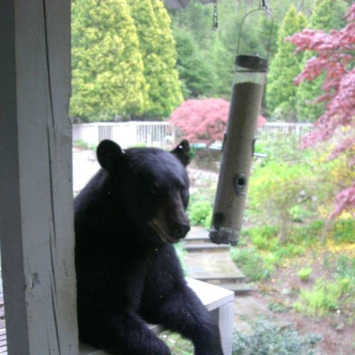 Bear encounters are becoming more and more common in Westchester County. This one makes itself right at home. 
