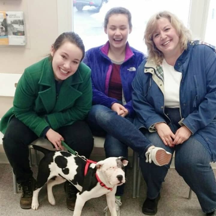 Champ, an abused pitbull puppy, was rescued by the SPCA and later adopted by the McClure family in Yorktown.